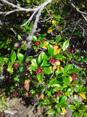 Escallonia rubra