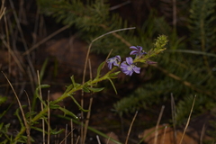Scaevola glandulifera