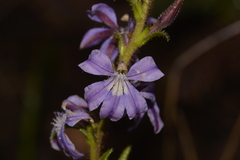 Scaevola glandulifera