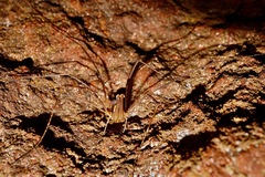 Forsteropsalis marplesi