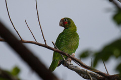 Amazona leucocephala