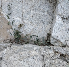 Lyrocarpa coulteri