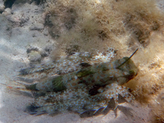 Dactyloptena orientalis