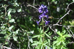 Delphinium barbeyi