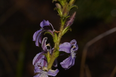 Scaevola glandulifera