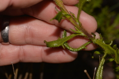 Scaevola glandulifera