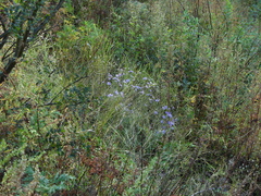 Galatella angustissima