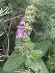 Stachys bullata