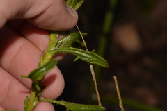 Scaevola glandulifera