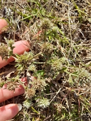 Eryngium nudicaule