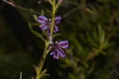 Scaevola glandulifera