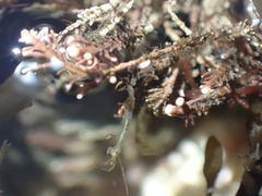 Caprella
