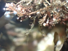 Caprella