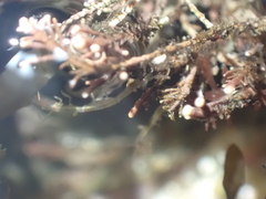 Caprella