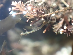 Caprella