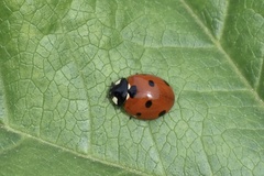 Coccinella septempunctata