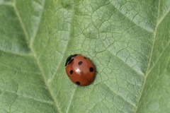 Coccinella septempunctata