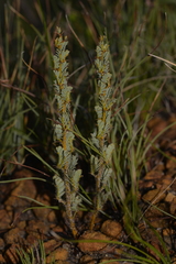 Acacia moirii recurvistipula