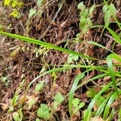 Anthoxanthum occidentale