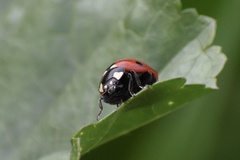 Coccinella septempunctata