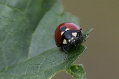 Coccinella septempunctata