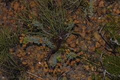Acacia moirii recurvistipula