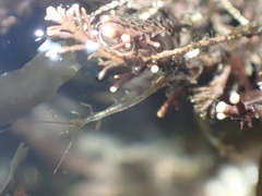 Caprella
