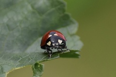 Coccinella septempunctata