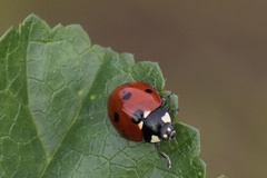 Coccinella septempunctata