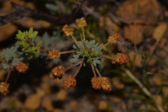 Acacia moirii recurvistipula