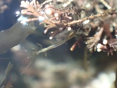 Caprella