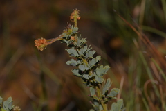 Acacia moirii recurvistipula