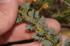 Acacia moirii recurvistipula