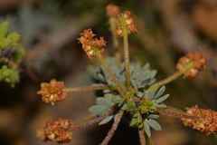 Acacia moirii recurvistipula