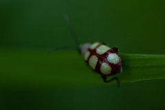 Omophoita