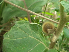 Solanum hirtum