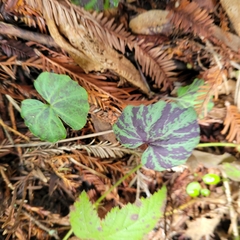 Cardamine californica