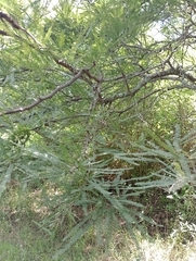 Vachellia aroma