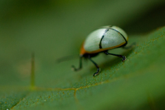 Leptinotarsa crucigera