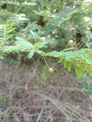 Vachellia aroma
