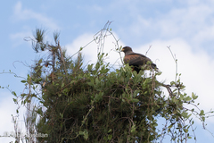 Parabuteo unicinctus
