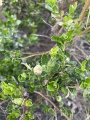 Rhopalomyia californica