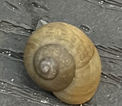 Zachrysia provisoria