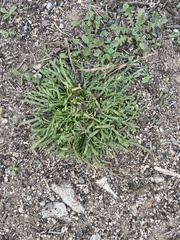 Plantago coronopus