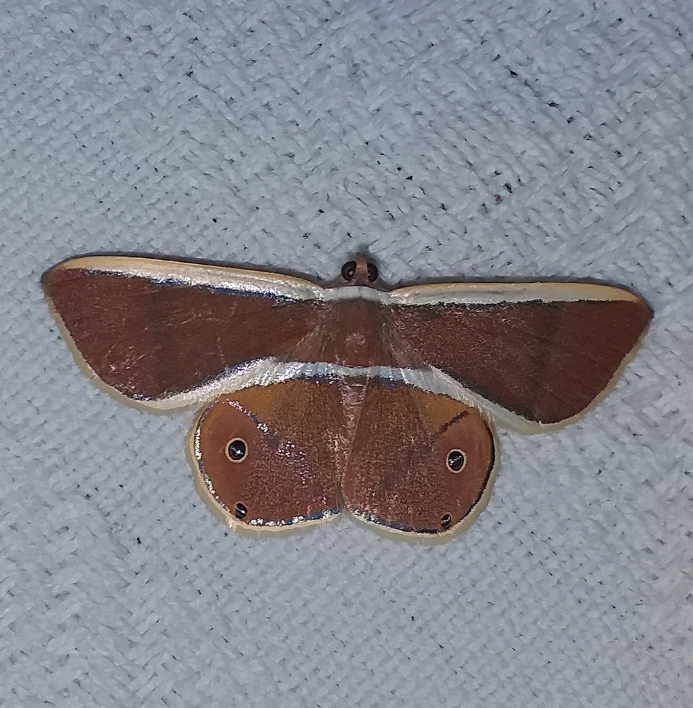 Opisthoxia