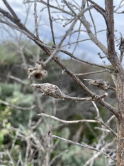 Gnorimoschema baccharisella