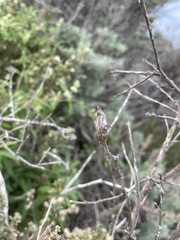 Gnorimoschema baccharisella