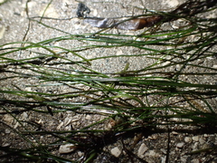 Zosteraceae