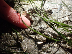 Zosteraceae