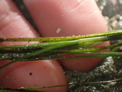 Zosteraceae